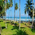 THE BEACHCOMBER